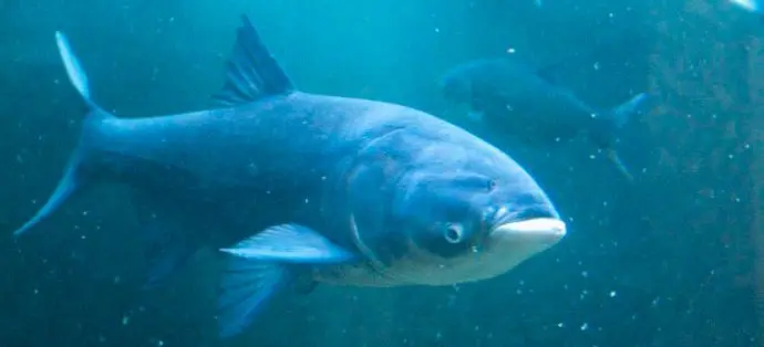 How to deliciously salt silver carp at home, the best recipes