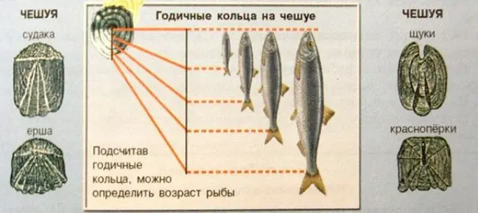 How to determine the age of fish by scales: features of annual rings