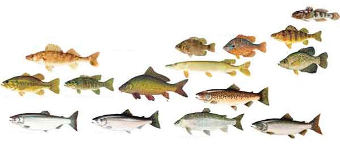 How to determine the age of fish by scales: features of annual rings