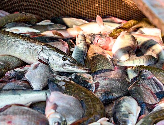 How to fry river fish in a pan: delicious recipes, how much time