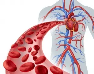 How to improve blood circulation and prevent heart disease? 10 tips on how to do it!