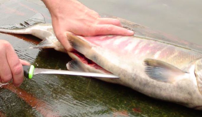 How to properly cut salmon: the process of cutting, tricks, useful properties