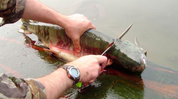 How to properly cut salmon: the process of cutting, tricks, useful properties