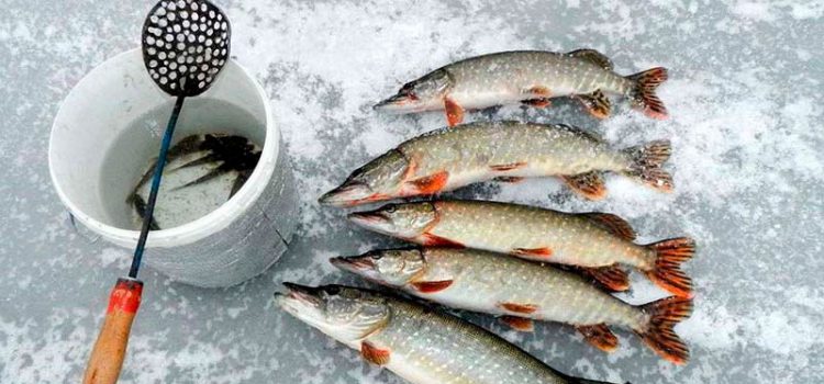ゼルリツァに生餌を入れる方法：詳細な説明、漁師からのヒント