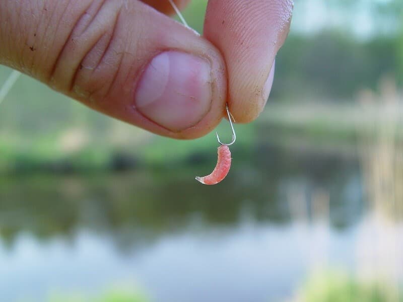 How to put a maggot on a hook
