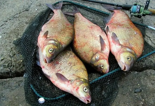 How to put a worm on a bream hook