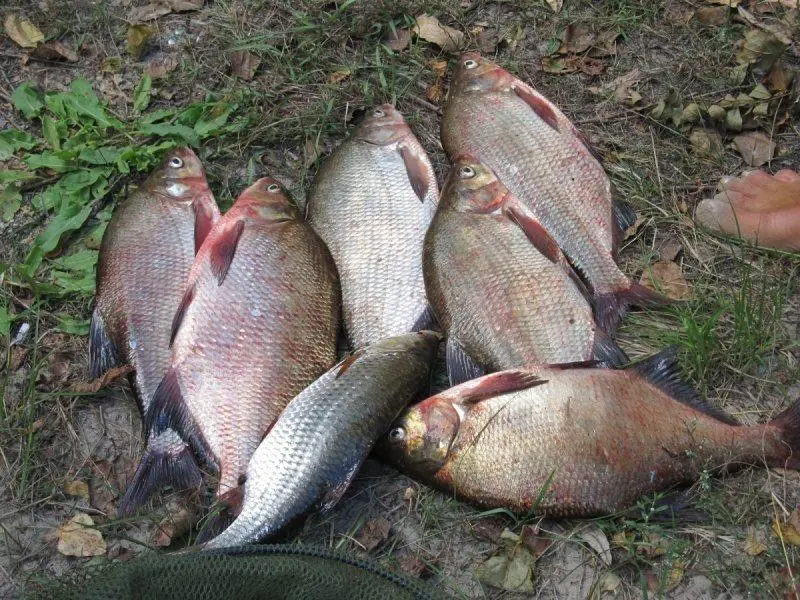 How to put a worm on a bream hook