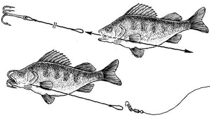 How to put live bait on a pike trap, live bait bait techniques