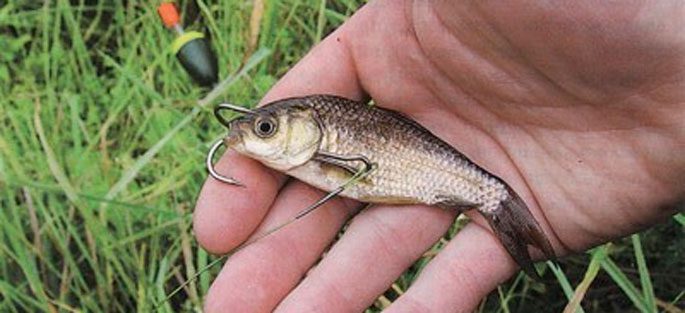 How to put live bait on a pike trap, live bait bait techniques