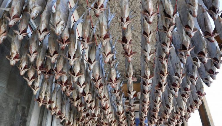 How to salt fish for drying at home: delicious recipes