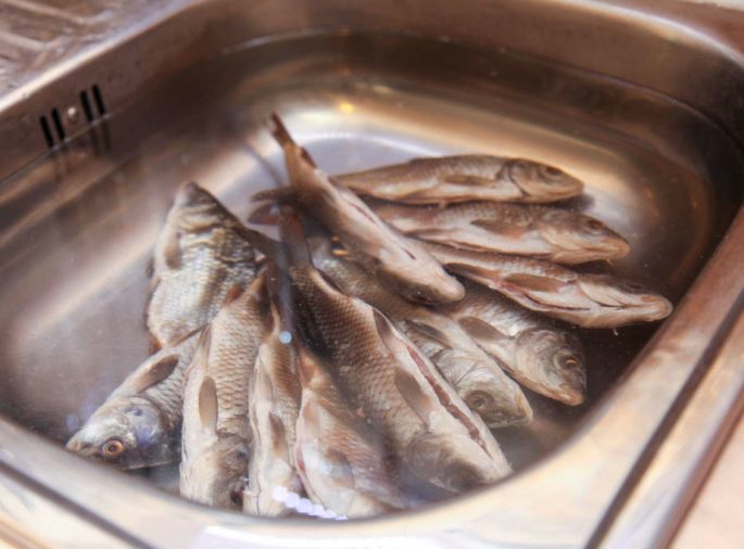 How to salt fish for drying at home: delicious recipes