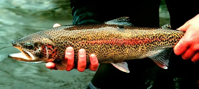 How to salt trout caviar at home, delicious recipes