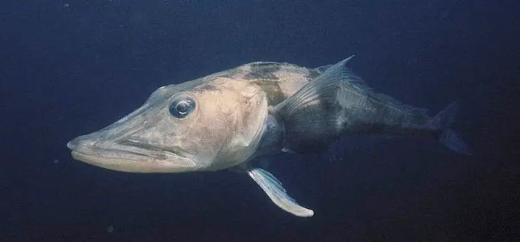 Ice fish: a description with a photo, where it lives, what it eats