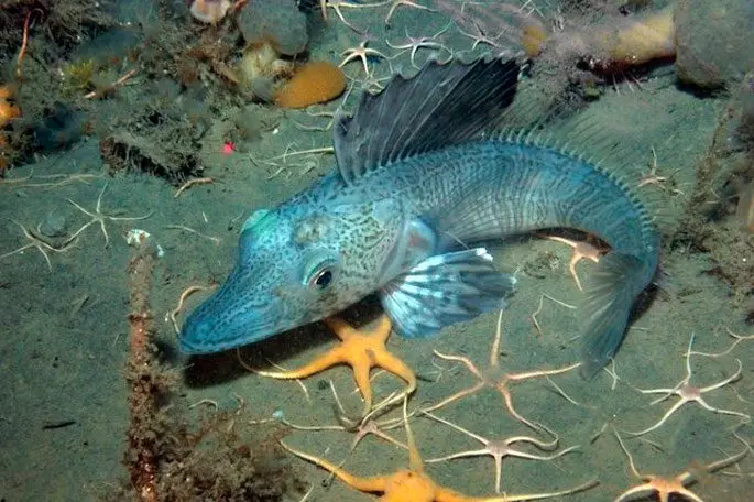 Ice fish: a description with a photo, where it lives, what it eats