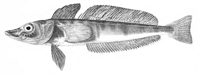 Ice fish: a description with a photo, where it lives, what it eats