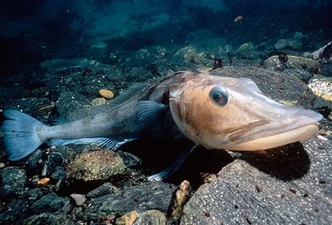 Ice fish: a description with a photo, where it lives, what it eats