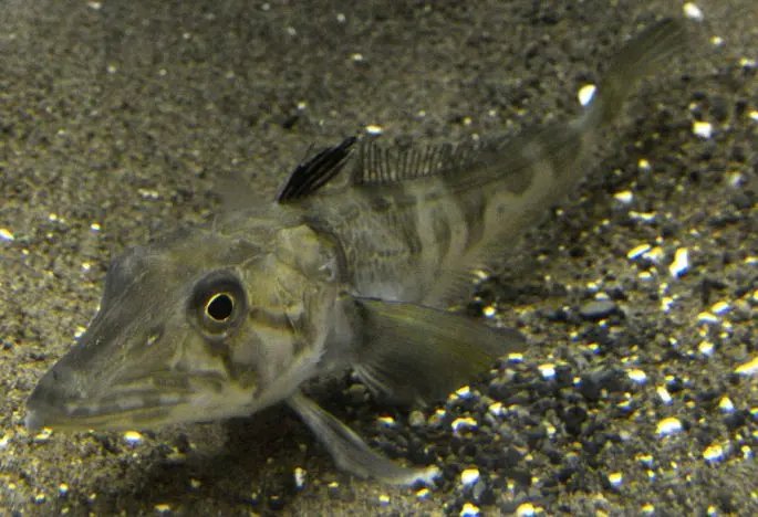 Ice fish: a description with a photo, where it lives, what it eats