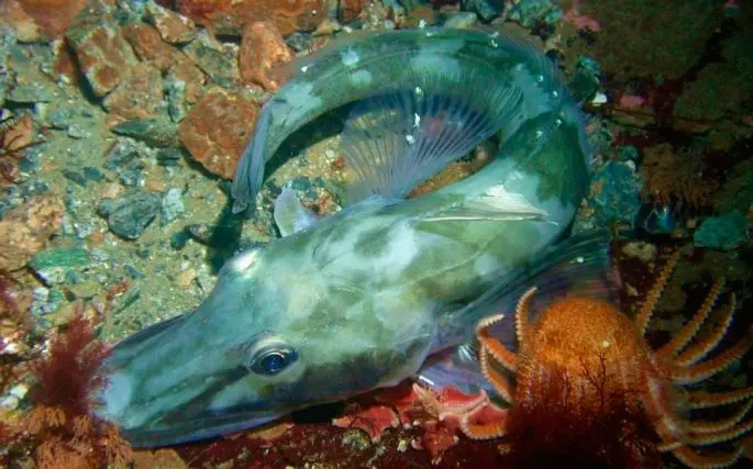 Ice fish: a description with a photo, where it lives, what it eats