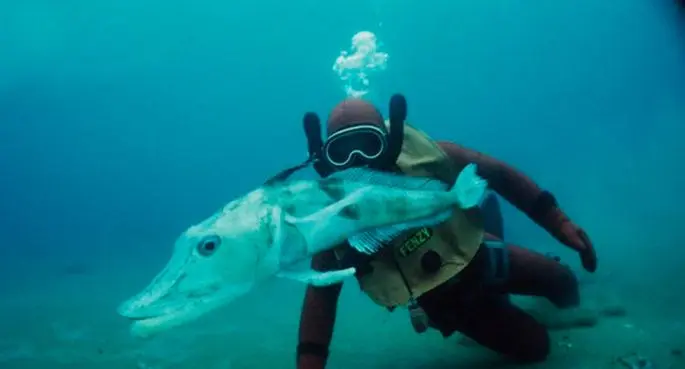 Ice fish: a description with a photo, where it lives, what it eats