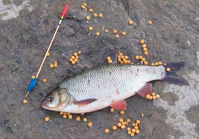 Ide fishing: spinning, feeder, float fishing rod