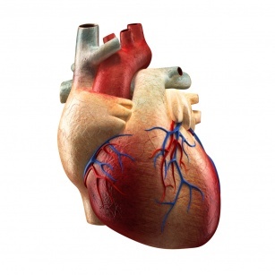 Implantation of a pacemaker &#8211; pacemaker