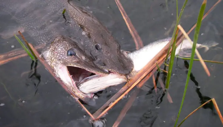 In what weather is it better to catch pike: atmospheric pressure, strength and direction of the wind, biting in the rain