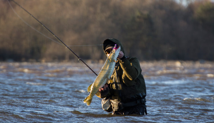 In what weather is it better to catch pike: atmospheric pressure, strength and direction of the wind, biting in the rain