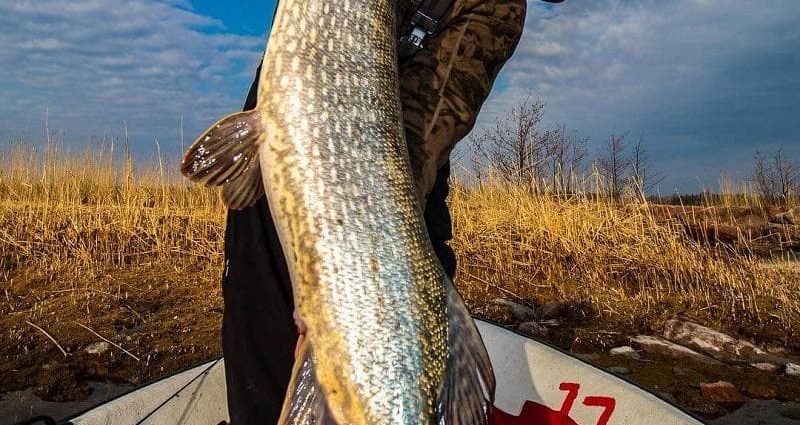 It&#8217;s all about the size: the minimum size of pike allowed to be caught