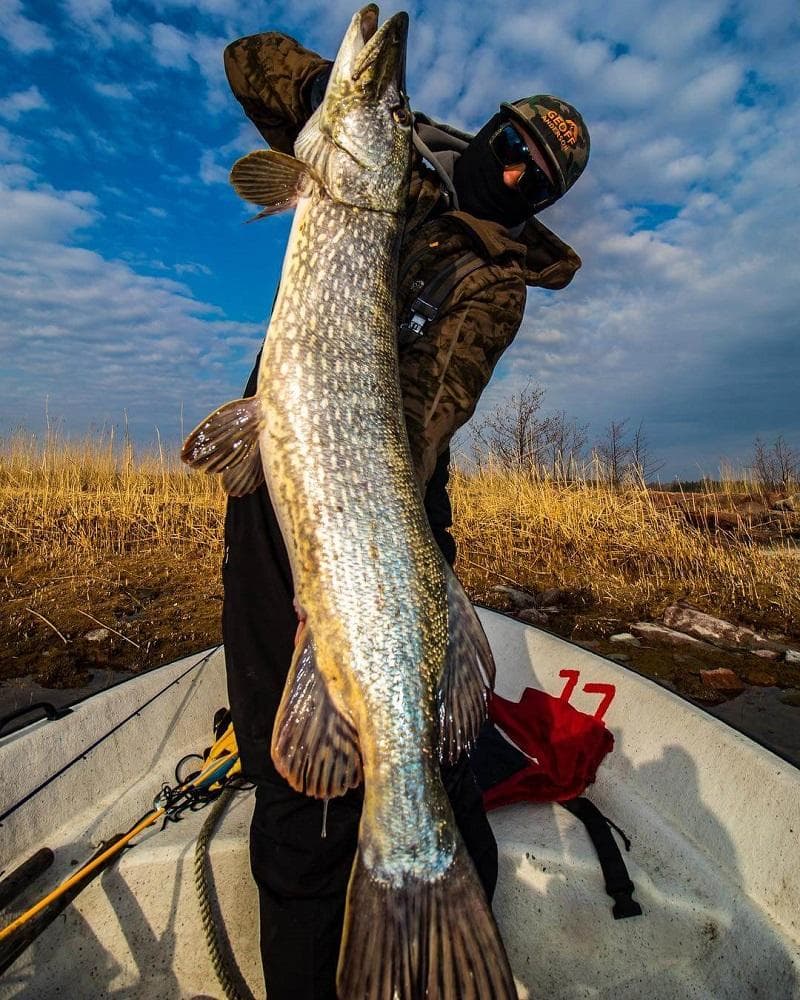 Its all about the size: the minimum size of pike allowed to be caught