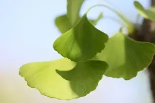 Japanese ginkgo. Discover its health properties.