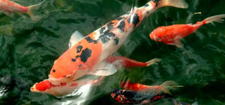 Koi carp: description with photo, breed, content in the aquarium