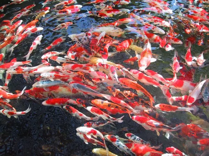 Koi carp: description with photo, breed, content in the aquarium