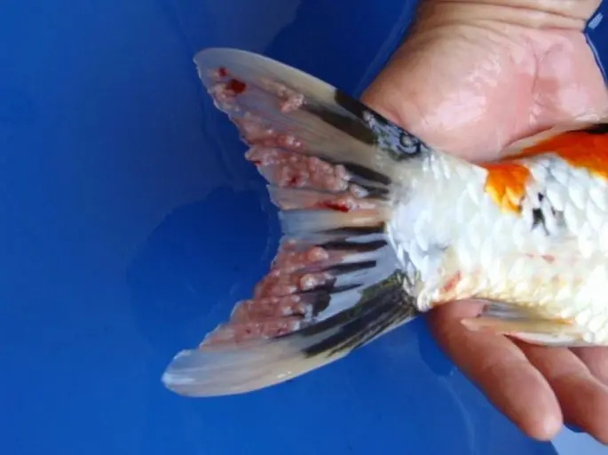 Koi carp: description with photo, breed, content in the aquarium