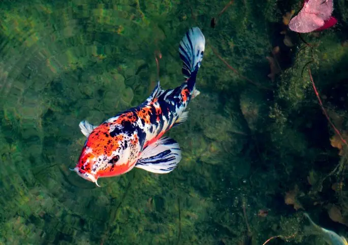 Koi carp: description with photo, breed, content in the aquarium