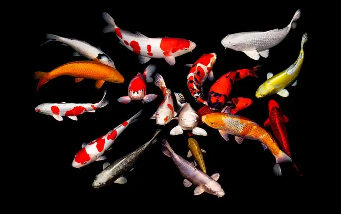 Koi carp: description with photo, breed, content in the aquarium