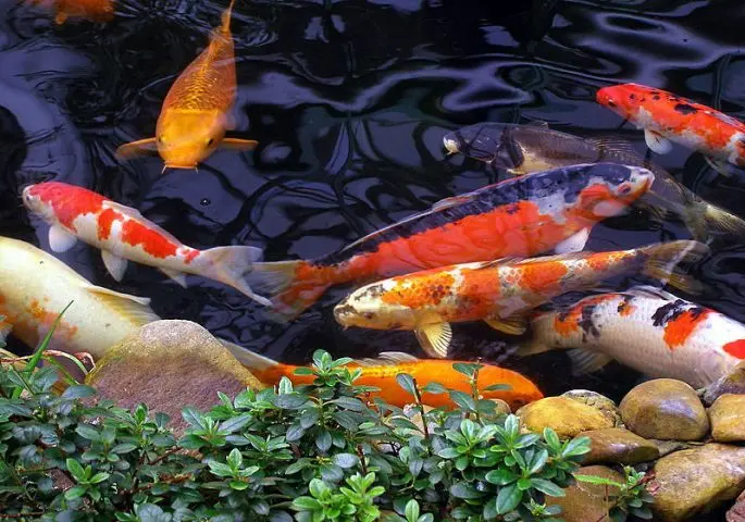 Koi carp: description with photo, breed, content in the aquarium