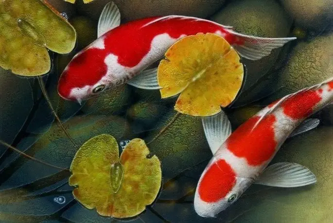 Koi carp: description with photo, breed, content in the aquarium