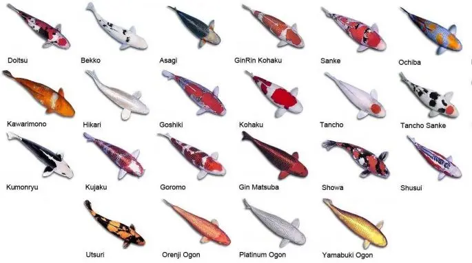 Koi carp: description with photo, breed, content in the aquarium