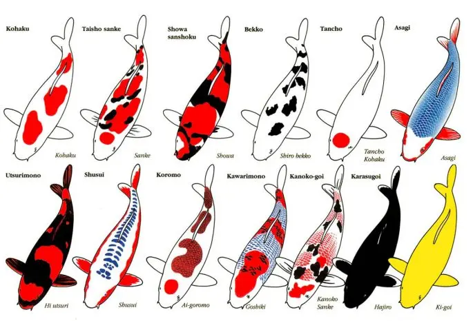 Koi carp: description with photo, breed, content in the aquarium