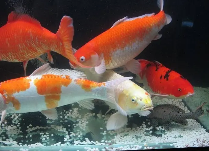 Koi carp: description with photo, breed, content in the aquarium