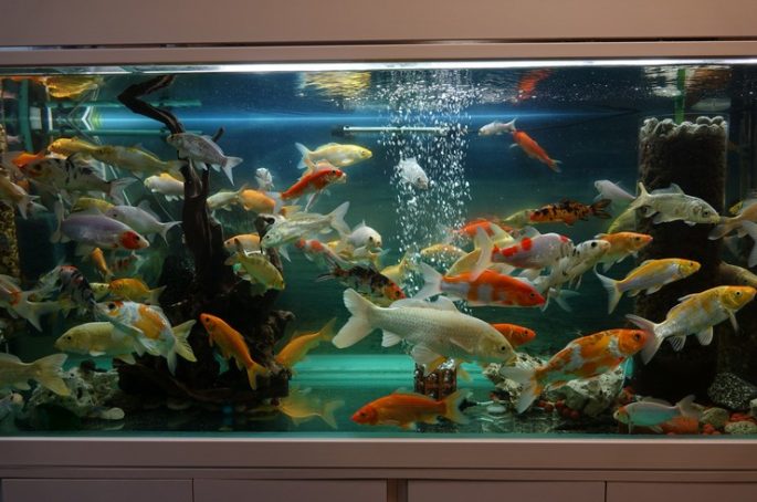 Koi carp: description with photo, breed, content in the aquarium