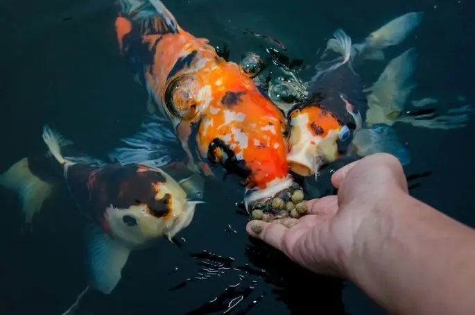 Koi carp: description with photo, breed, content in the aquarium