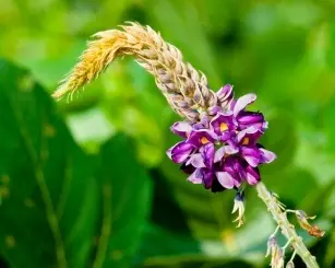 Kudzu - a remedy for addictions, diseases and alcoholism