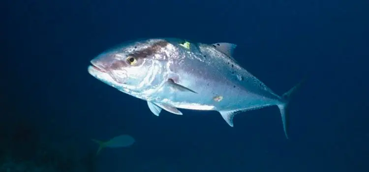 Lacedra fish (yellowtail): a description with a photo, where it is found, what it eats