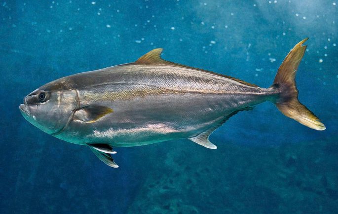 Lacedra fish (yellowtail): a description with a photo, where it is found, what it eats