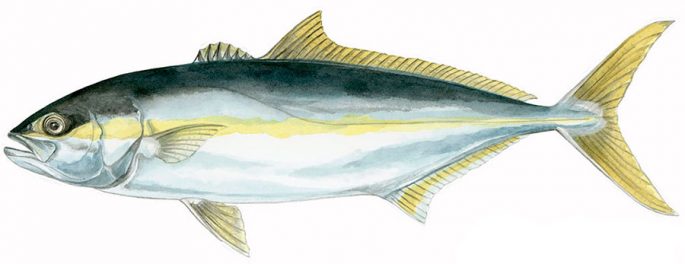 Lacedra fish (yellowtail): a description with a photo, where it is found, what it eats