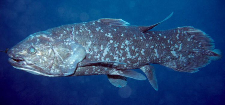 Latimeria: описание на рибата, къде живее, какво яде, интересни факти