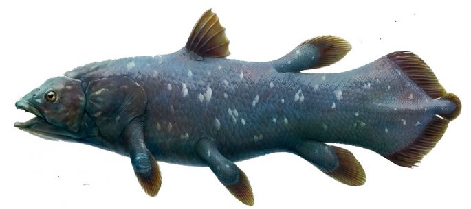 Latimeria: a description of the fish, where it lives, what it eats, interesting facts