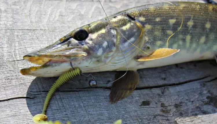 Leashes for pike: types of leashes, optimal length, we determine which ones are better