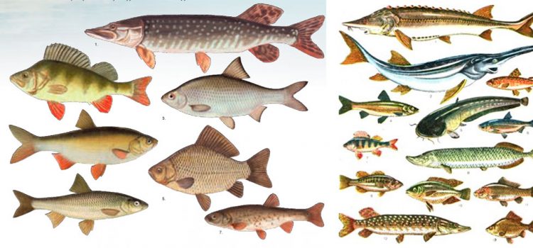 Список речных рыб, названия с фото, речная рыба бескостная.